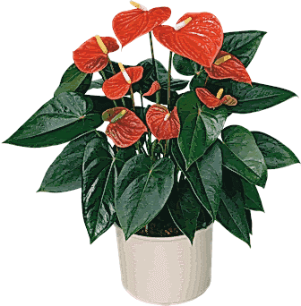 Süper Antoryum Saksı