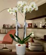 İki Dallı Phalenopsis Orkide