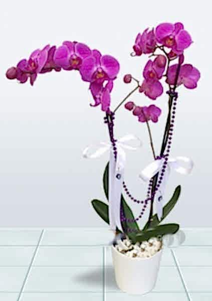 Çiftli Mor Orkide