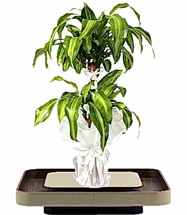 DRESENA MASSENGENA İKİLİ