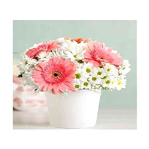 Seramik Vazoda Papatya ve celbera