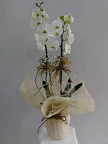  Asaletli 2 Dallı Beyaz Orkide