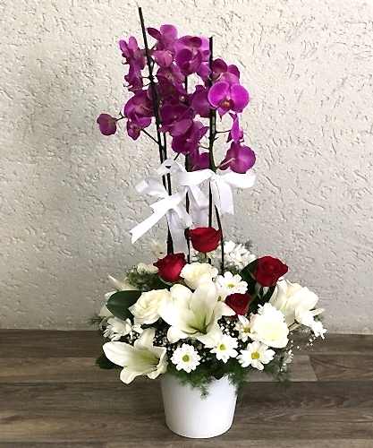 2li Mor Orkide Arajmanı