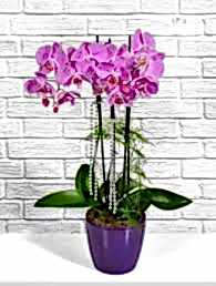 3 Dallı Mor Orkide