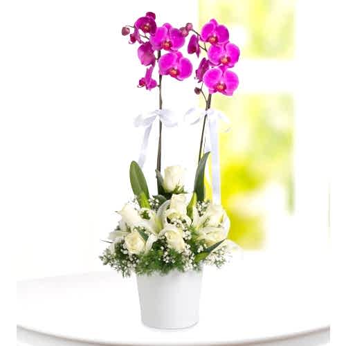 2 Dallı Mor Orkide Arajmanlı