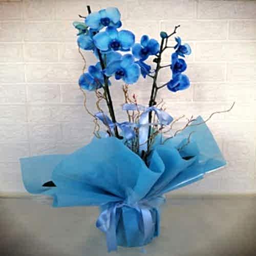 Özel  2 Dallı Mavi Orkide