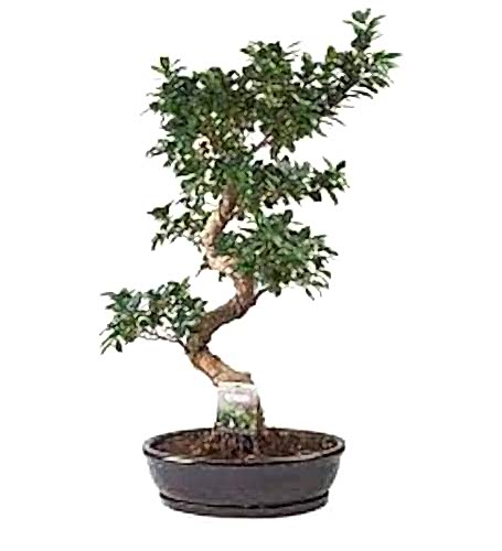 Katsumi 15 Yıl Bonzai