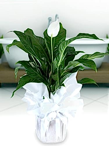 Spathifilyum Bitkisi Kayseri çiçek