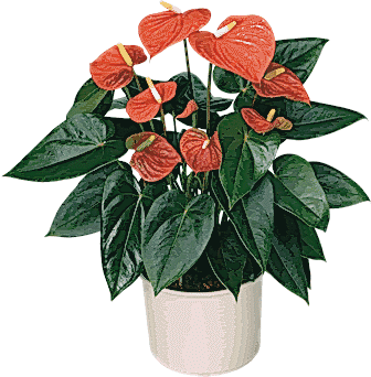 Süper Antoryum Saksı