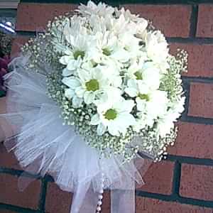 Beyaz Çıtır Papatya