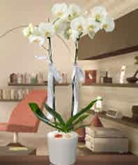 İki Dallı Phalenopsis Orkide