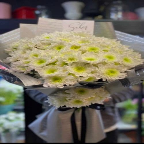 Beyaz Kasıpatı Demeti