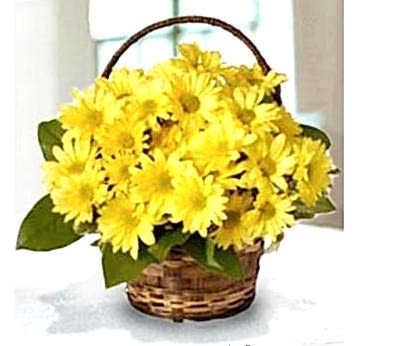 SEPETTE SARI PAPATYA