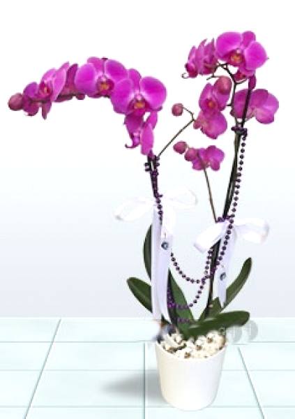 Çiftli Mor Orkide