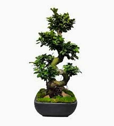 Katsumi 20 Yıl Bonzai 90 cm